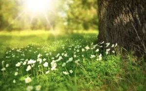 Spring Has Sprung | Accu-Temp Heating & Air Conditioning